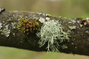 2024 Festival. 3d lichen by nick corble