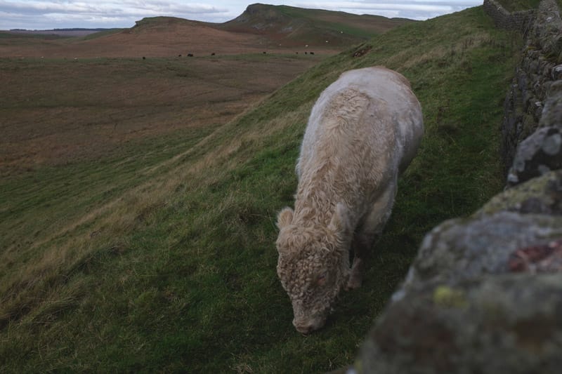 Walking near cattle 800