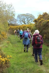 Through the gorse by nick corble