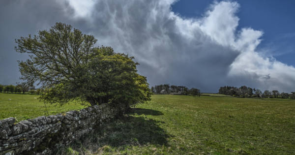 A wind swept tree leans over a dry stone wall on the edge of a field.
