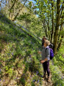 Bluebells